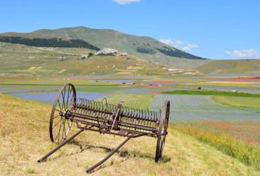 Fioritura Castelluccio di Norcia